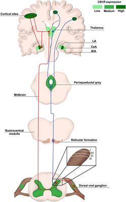 Cannabinoid Therapeutics in Chronic Neuropathic Pain: From Animal Research to Human Treatment